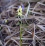 Carex ericetorum