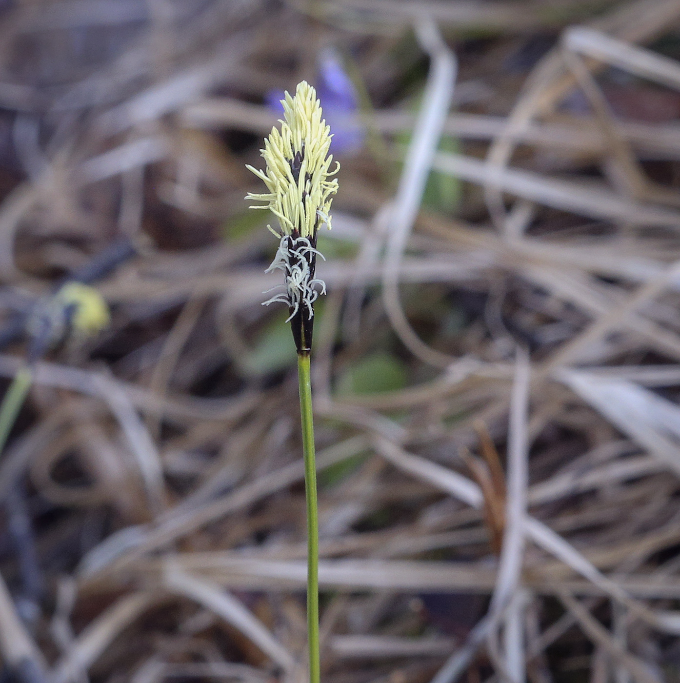 Image of Carex ericetorum specimen.