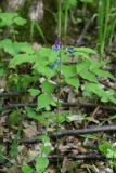 Lathyrus vernus. Отцветающее растение. Москва, Лесная опытная дача РГАУ-МСХА им. К. А. Тимирязева, широколиственный лес. 25 мая 2022 г.