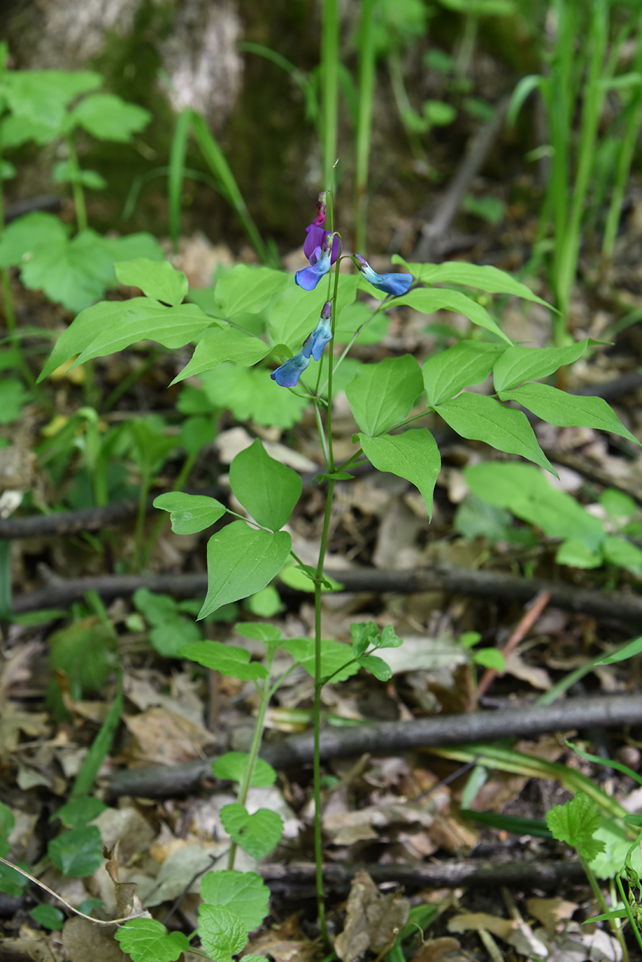 Изображение особи Lathyrus vernus.