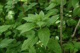 Campanula latifolia. Верхушка вегетирующего растения. Калужская обл., Боровский р-н, окр. дер. Семичёво, правый берег р. Руть, заросли колокольчиков в 5 м от воды. 4 июня 2022 г.