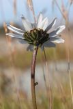 Arctanthemum hultenii