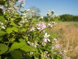 Rubus sanctus. Соцветия и листья. Краснодарский край, м/о город-герой Новороссийск, водосборная зона Суджукской лагуны, территория дендропарка НПИ КубГТУ, разнотравно-злаковый луг. 15.06.2022.