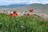 Papaver orientale