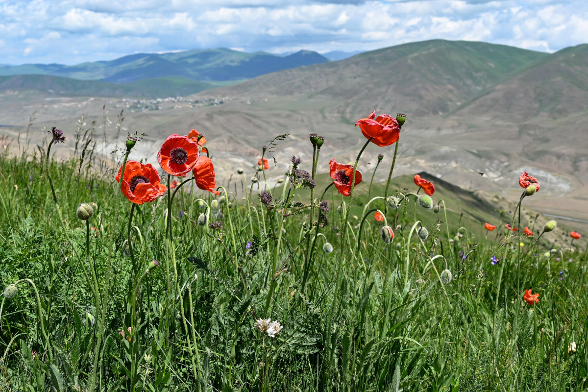 Изображение особи Papaver orientale.