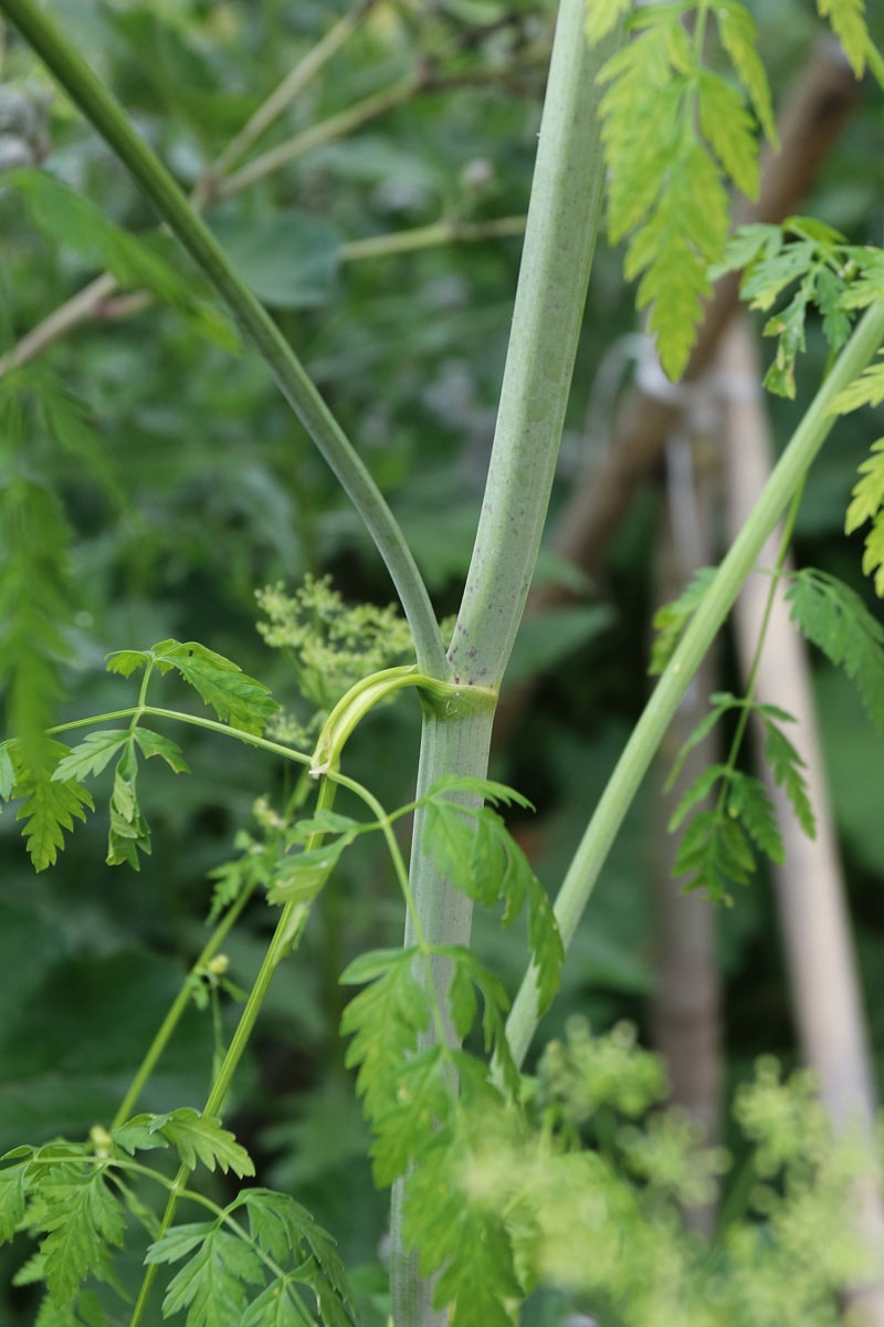 Изображение особи Conium maculatum.