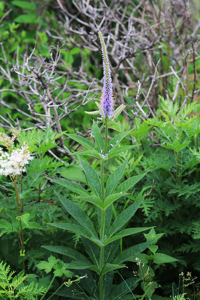 Изображение особи Veronicastrum sibiricum.