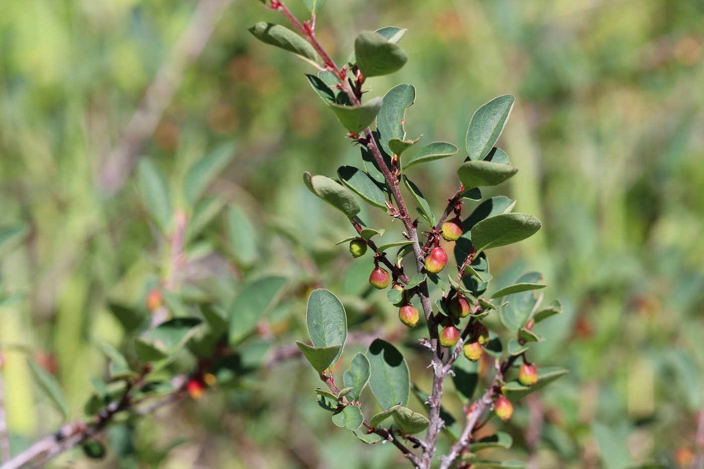 Image of Cotoneaster uniflorus specimen.