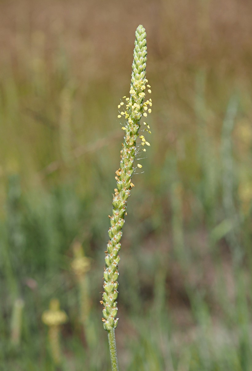 Изображение особи Plantago salsa.