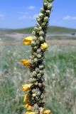 Verbascum densiflorum. Часть соцветия с цветками и плодами. Крым, Белогорский р-н, окр. с. Белая Скала, степь у подножия горы Ак-Кая. 19.07.2021.