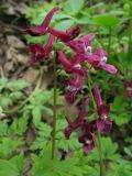 Corydalis caucasica