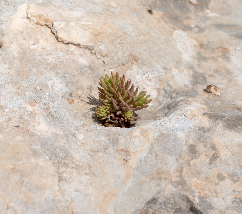 Image of Sedum sediforme specimen.