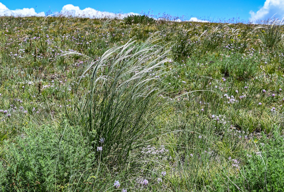 Изображение особи род Stipa.