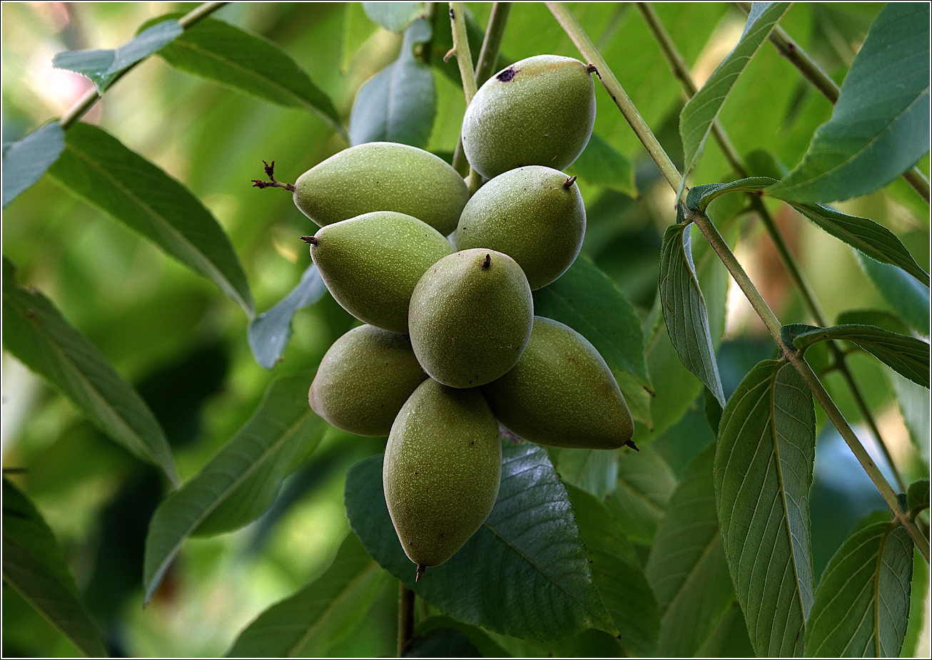 Image of Juglans mandshurica specimen.