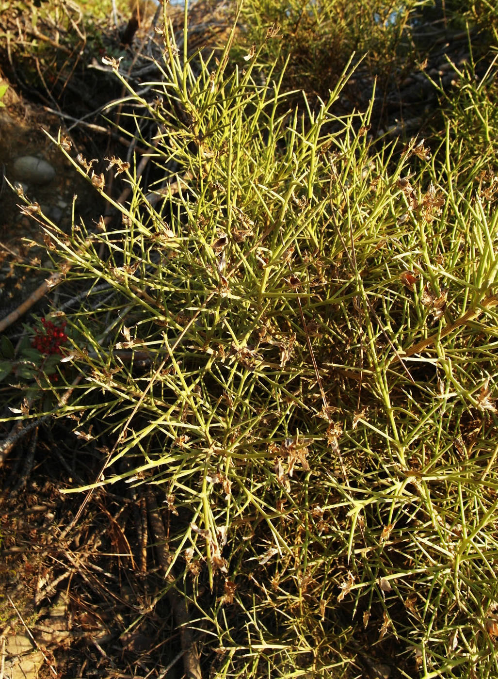 Image of Genista acanthoclada specimen.
