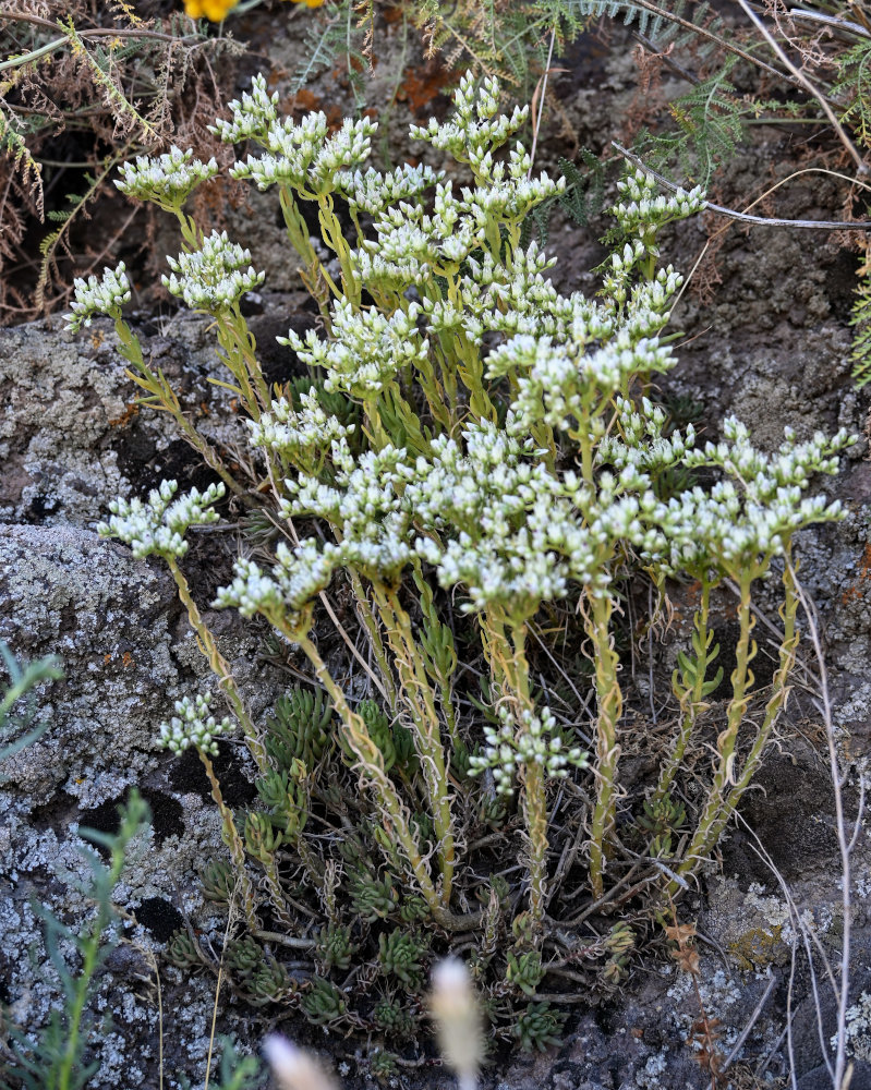 Image of Sedum subulatum specimen.