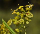 Patrinia rupestris