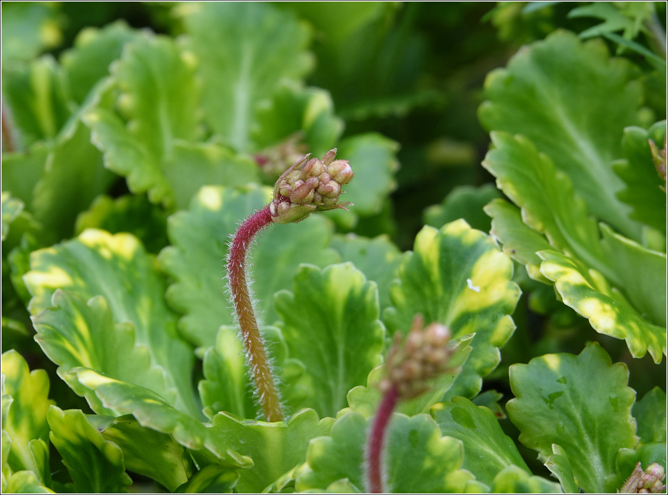 Image of Saxifraga umbrosa specimen.