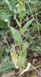 Euphorbia agraria