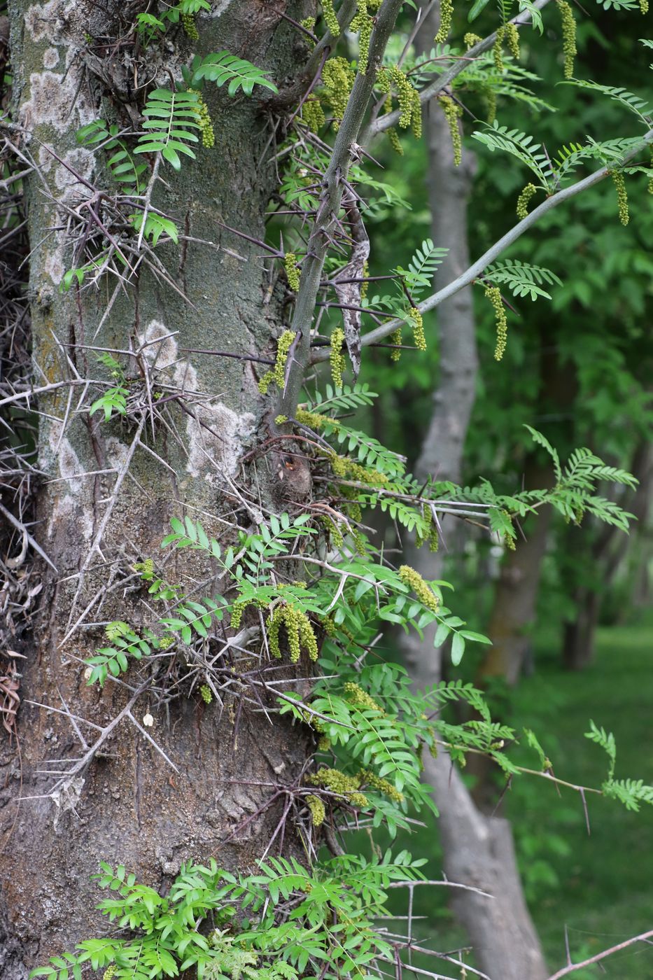 Изображение особи Gleditsia triacanthos.