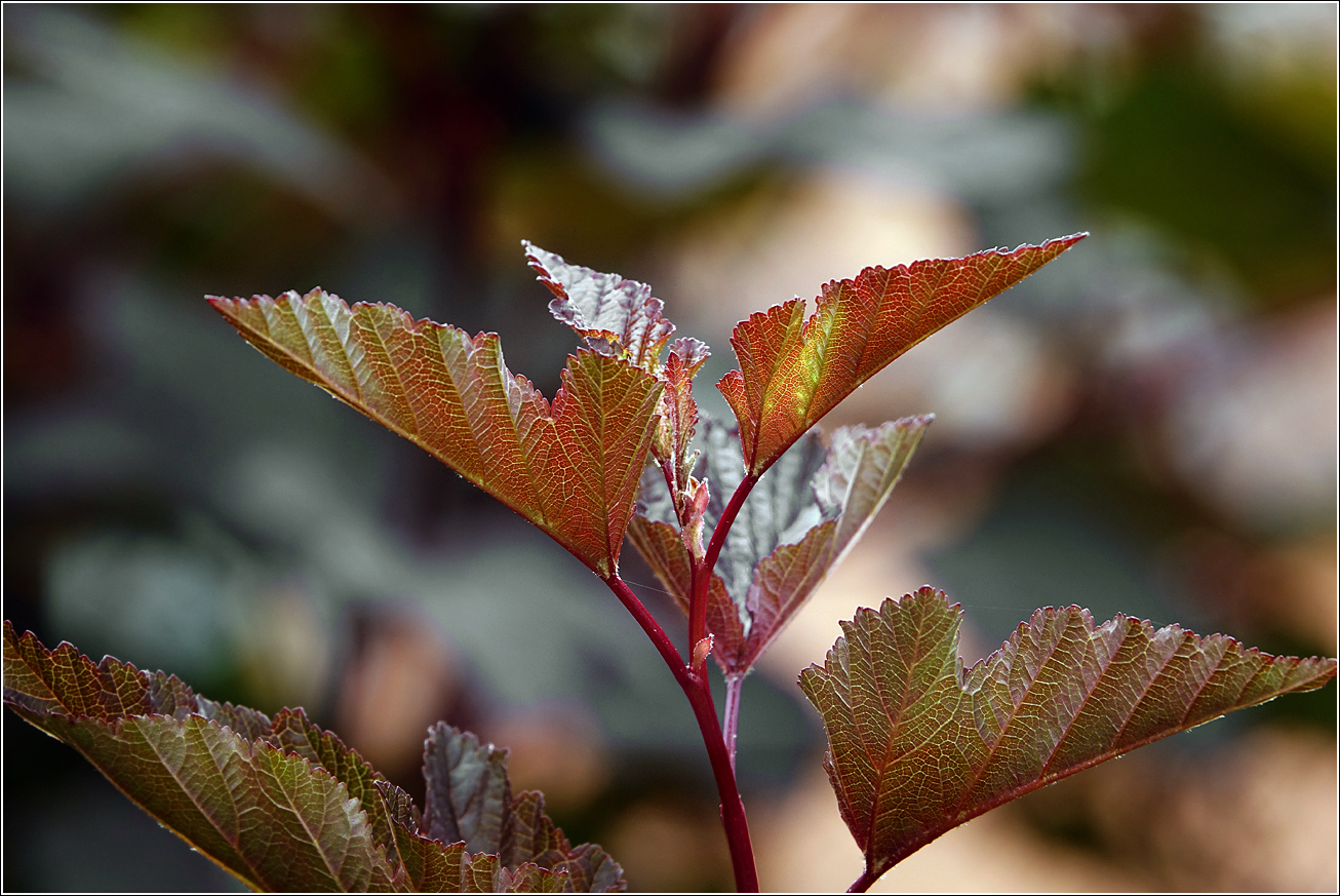 Image of Physocarpus opulifolius specimen.