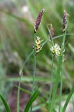 род Carex