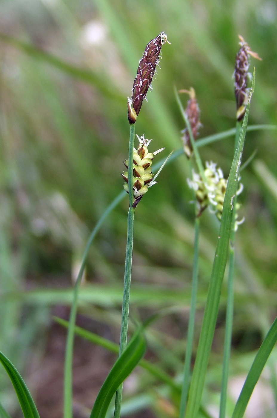 Image of genus Carex specimen.