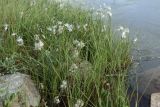 Eriophorum angustifolium