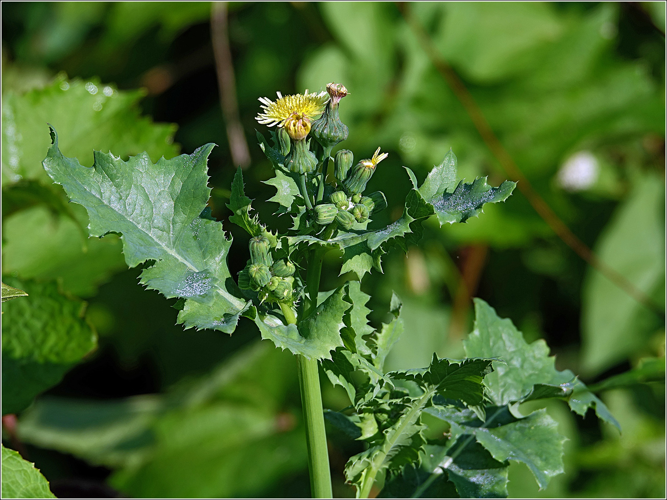 Image of Sonchus oleraceus specimen.