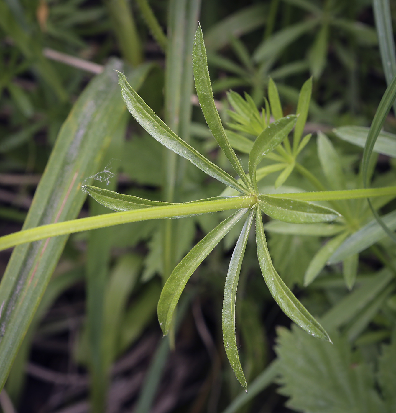 Изображение особи Galium rivale.