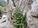 Campanula bellidifolia. Листья и бутоны. Карачаево-Черкесия, Урупский р-н, Кавказский биосферный заповедник, Имеретинское ущелье, ≈ 2200 м н.у.м., скалы под Верхним Имеретинским водопадом, в скальной расщелине. 28.07.2022.