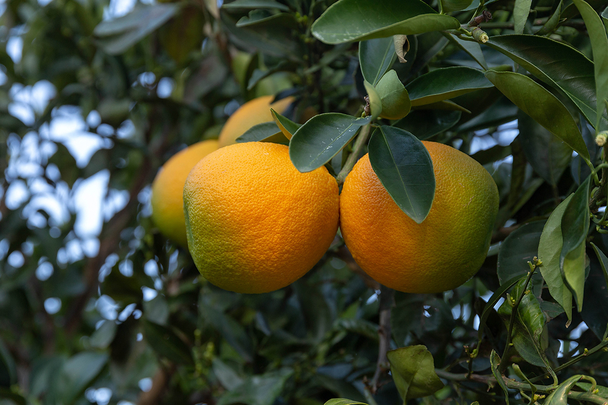 Изображение особи Citrus sinensis.