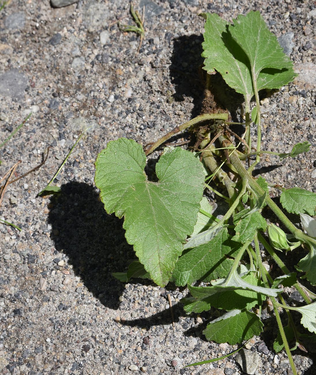 Изображение особи Campanula alliariifolia.