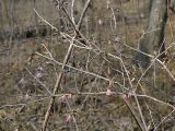 Lonicera praeflorens