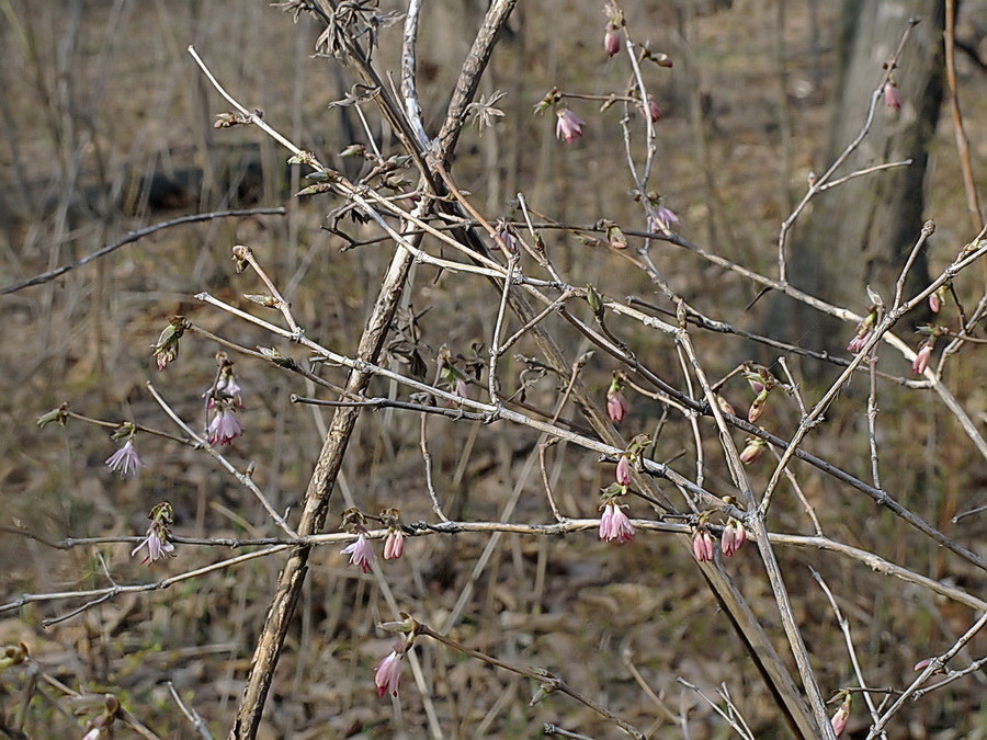 Image of Lonicera praeflorens specimen.