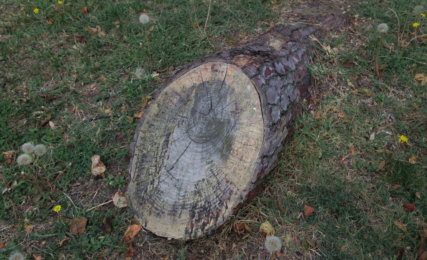 Image of Pinus pinaster specimen.