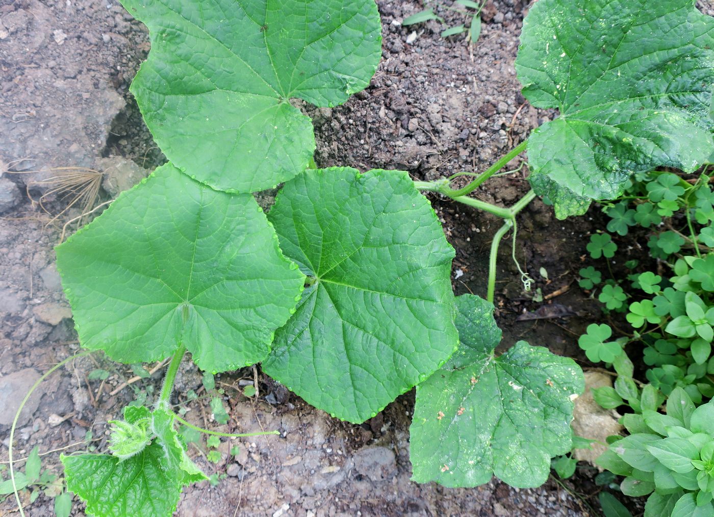 Image of Cucurbita pepo specimen.