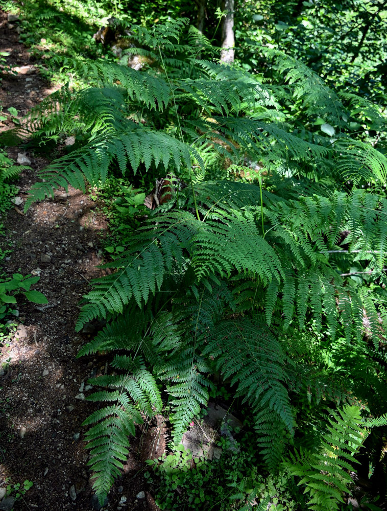 Изображение особи Pteridium tauricum.