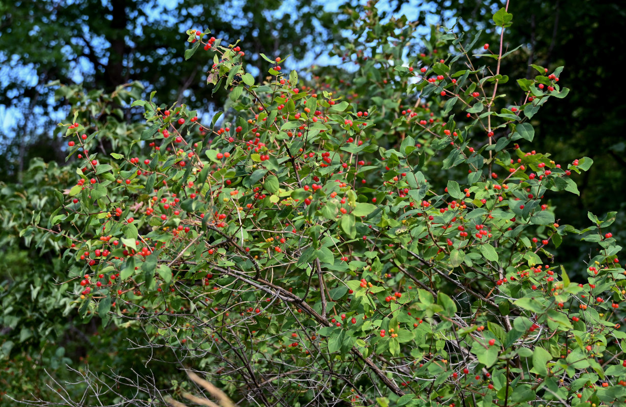 Image of Lonicera tatarica specimen.