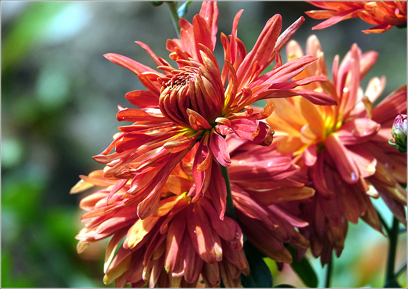 Image of Chrysanthemum indicum specimen.