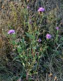 Centaurea jacea. Цветущее растение. Владимирская обл., Петушинский р-н, окр. с. Марково, берег р. Клязьма, луг. 23.09.2023.