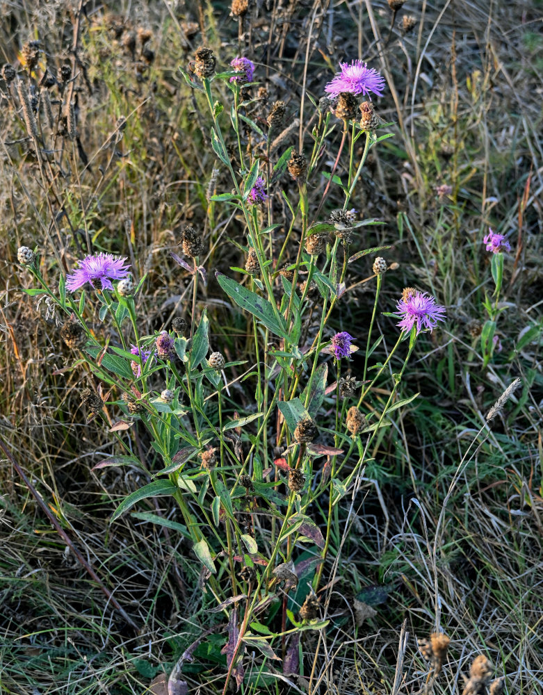 Изображение особи Centaurea jacea.