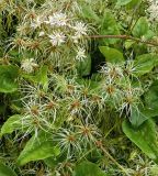 genus Clematis