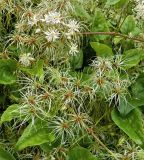 genus Clematis. Части побегов с цветками и плодами. Бельгия, пров. Намюр, г. Динан. Август.