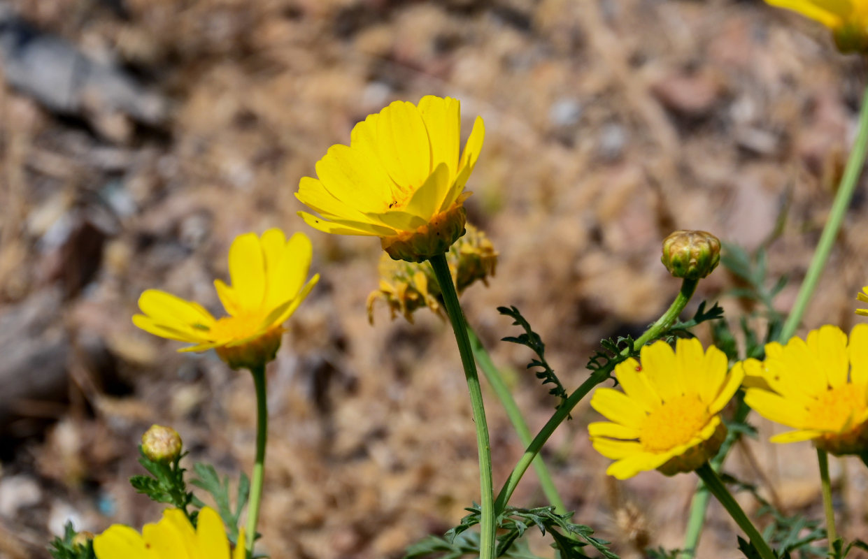 Image of Glebionis coronaria specimen.