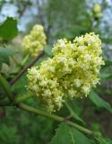 Sambucus racemosa. Соцветие. Московская обл., Одинцовский р-н, с. Никольское. 10.05.2010.