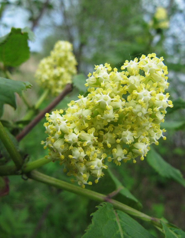 Image of Sambucus racemosa specimen.