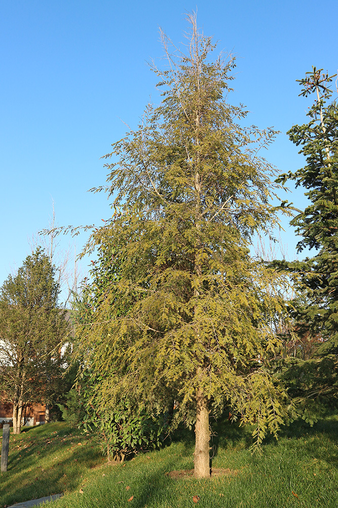 Изображение особи Tsuga canadensis.