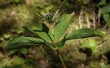 Paris quadrifolia. Верхушка плодоносящего растения. Пермский край, Добрянский р-н, окр. с. Полазна, хвойный лес. 30.07.2023.