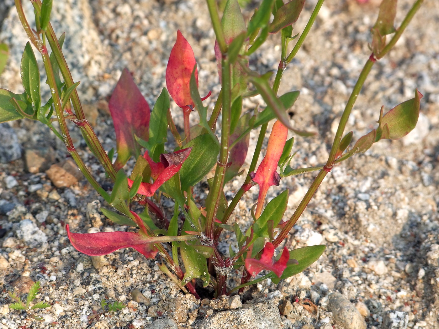 Изображение особи Rumex acetosella.